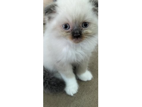 Erkek Uzun Tüy Mavi Göz British Kedimiz