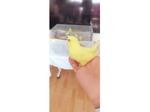 Yavru Ve Yetişkin Çift Muhabbet Kuşu