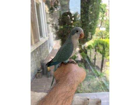 Yeme Düşmüş Mavi Mutasyon Full Evcil Monk Papağanımız