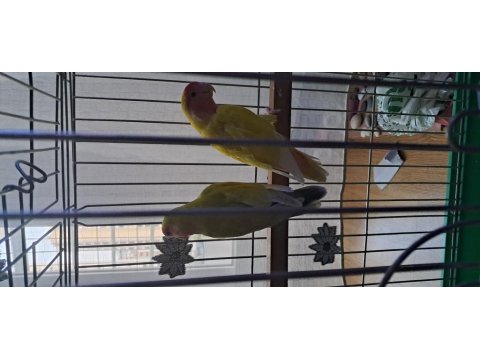 Cennet Papağanı Çifti