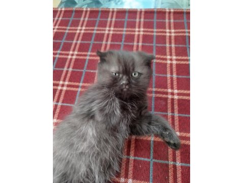 Scottish Fold Yavru Kedimiz