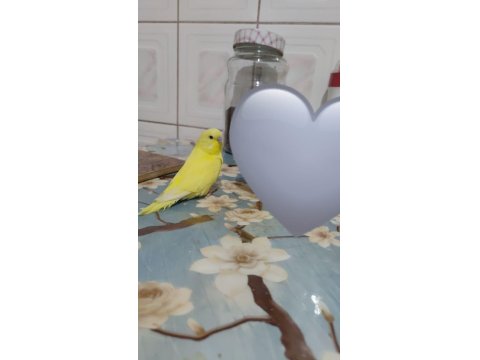 Evcil Erkek Lutino Muhabbet Kuşu Yavru