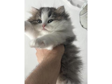 1.5 Aylık British Longhair Melek Gibi Yavru