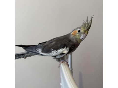 Sultan Papağanı Sahiplendirilecek