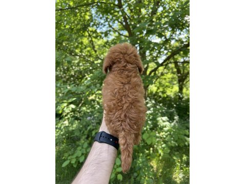 Safkan Kore Kan Dişi Sağlık Garantili Poodle
