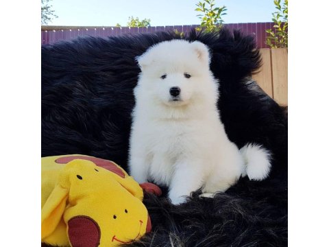 Samoyed Yavruları