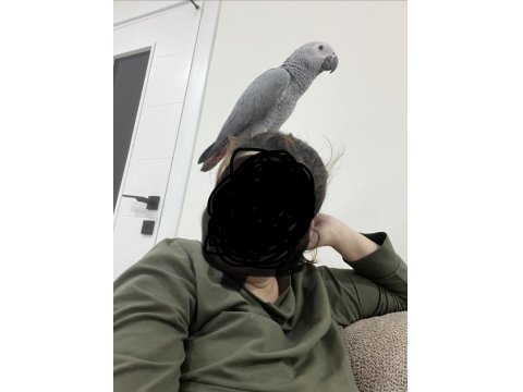 Yavru Jako Papağanı