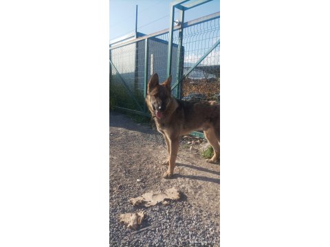 1 Yaşında - Çipli - Belçika Kurdu