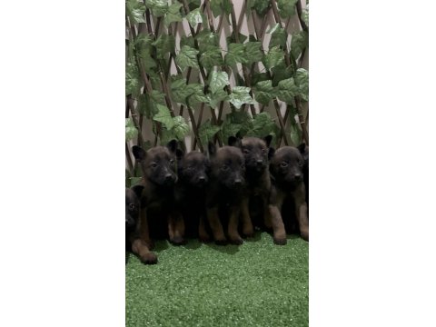 Kalite Karakter Mükemmel Nokta Belçika Kurdu