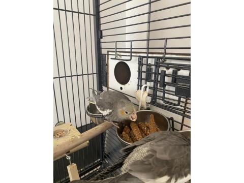 Sultan Papağanı Yavru