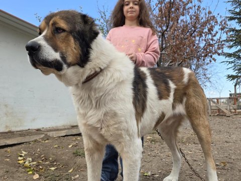 Çift Alabay Köpeklerimiz Sahiplendirilecektir