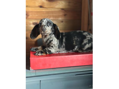 Merle Erkek Dachshund Yavrumuz