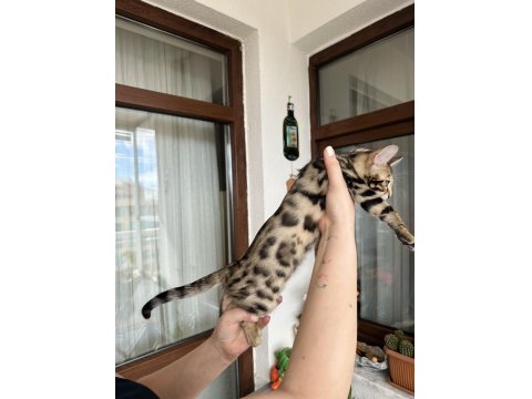 Bengal Kedisi Kardeşler