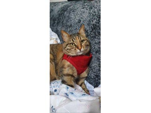 Oyun Oynamayı Çok Sever Sakin Ve Akıllı Bir Çocuk Kedimiz