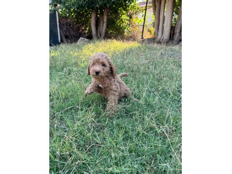 3 Küçük Poodle Ponçik