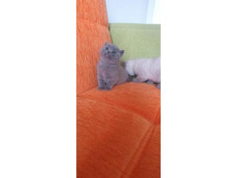 Süper Kalite British Shorthair Yavrular