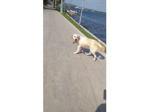 Beyaz Golden Retriever