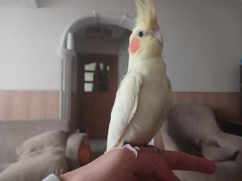 Dişi Uysal Sultan Papağanı