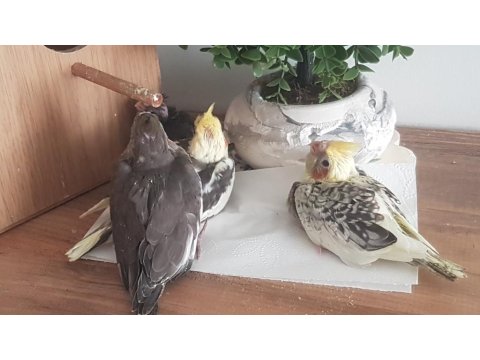 Yavru Sultan Papağanları