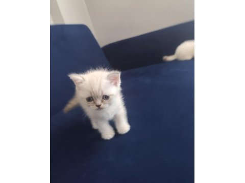 British Yavrularımız Yeni Yuvalarına Gitmeye Hazırlar