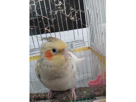 Eğitimli Sultan Papağanı