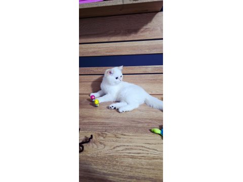 Kaliteli Şampiyon Aile Erkek Yavru British Shorthair