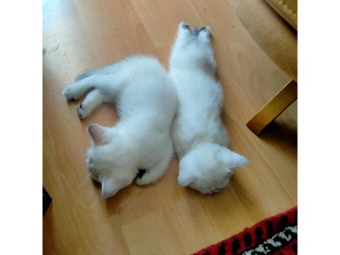 6 Haftalık British Shorthair Yavrular