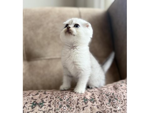 Full Şecereli Scottish Fold Shorthair Yavru - Premium Bakım