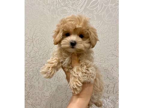 Sevimli Maltipoo Köpeği Yavruları