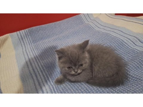 Yavru British Shorthair