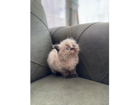 Exotic Longhair Yavrularımız Rezerveye Açıktır.