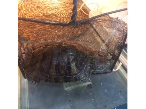 4 Ve 6 Yaşlarında İki Adet Kırmızı Yanaklı Su Kaplumbağası