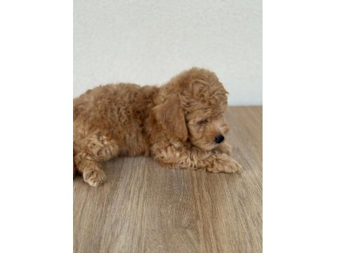 2. Aylık Erkek Maltipoo