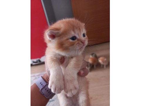 Golden British Shorthair Bebekler