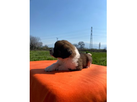 Safkan Saint Bernard Bebekler