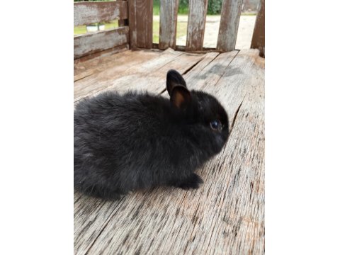 Hollanda Cüce Tavşanı Yavrular