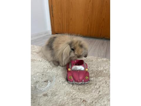 Hollanda Lop Tavşanı