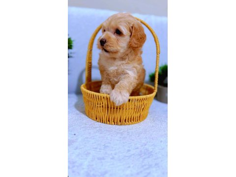 Muhteşem Baby Surat Maltipoo Bebekler