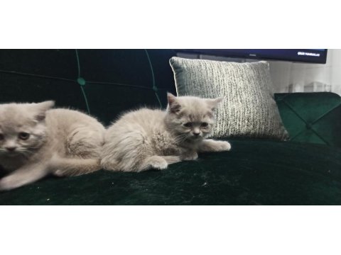 Safkan British Lilac Yavrular