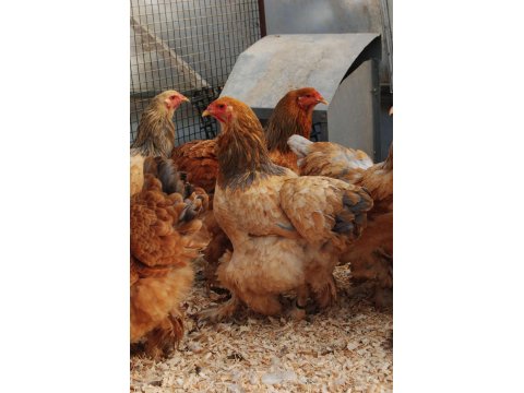 Buff Brahma Kuluçkalık Yumurta