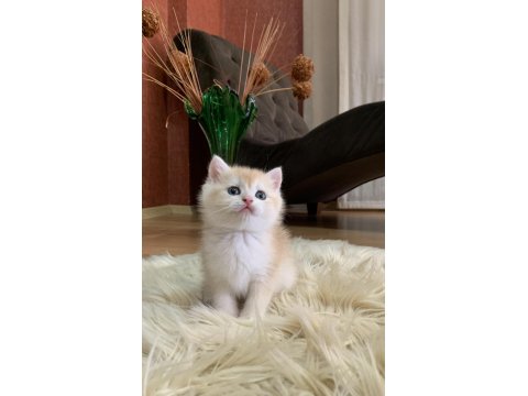 Güzeller Güzeli British Shorthair Luna