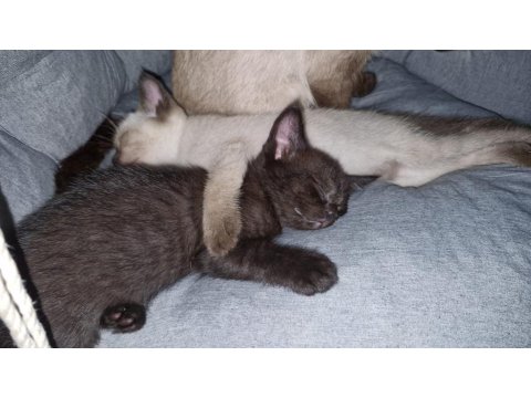 Kara Dut Dişi Kedimiz