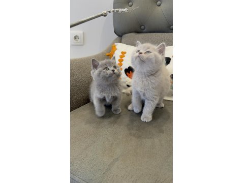 Efsane Güzellikte British Shorthair Bebekler