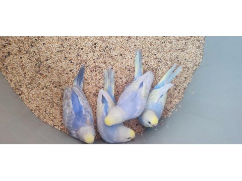 35 Günlük Rainbow Muhabbet Kuşlar