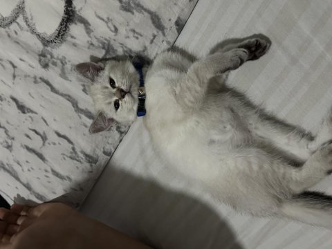 3 Aylık British Shorthair