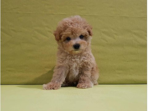 Irk Garantili Maltipoo Yavruları