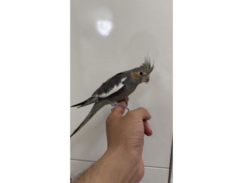 Sultan Papağanlar Sahiplendirilecekler