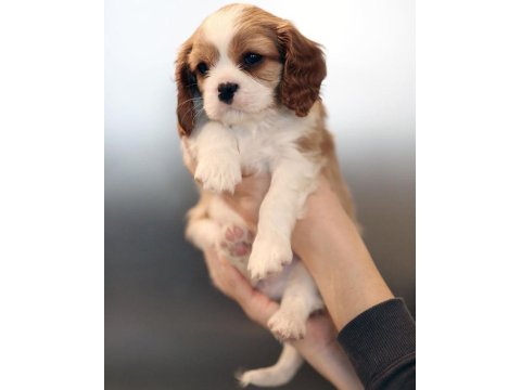 Cavalier King Charles Yavruları