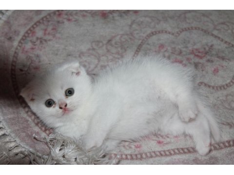 Safkan Beyaz Scottish Fold Yavrularımız