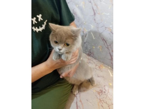 Dişi British Shorthair 11 Aylık